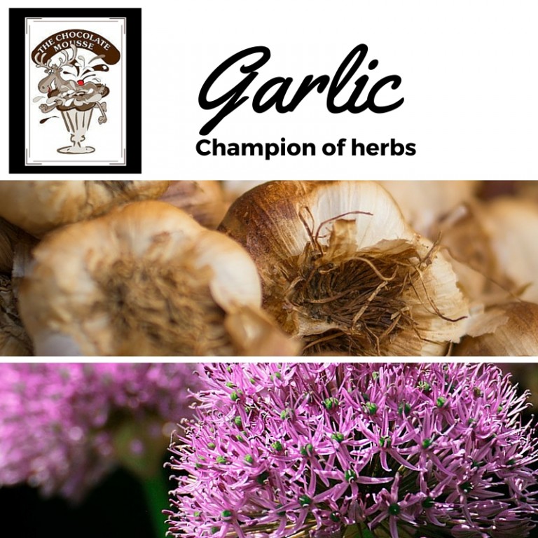 Garlic, the Defender of Vampires, the Champion of Herbs